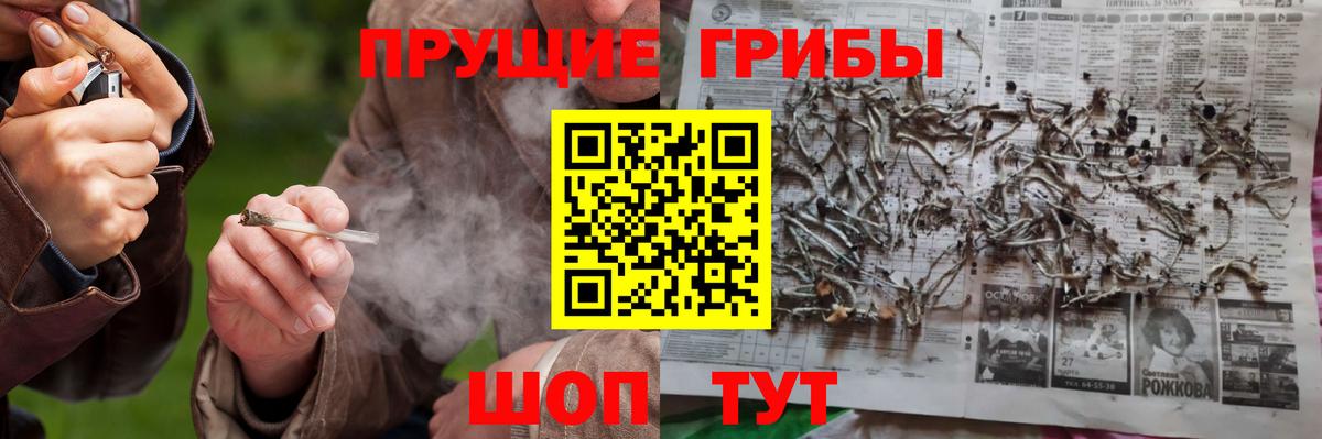 Губаха  Псилоцибиновые грибы Psilocybine cubensis  Вход с VPN 